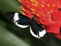 Small Blue Grecian Butterfly